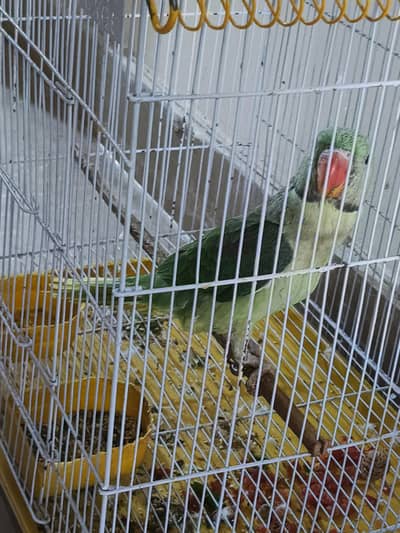 Raw Alexander parrot