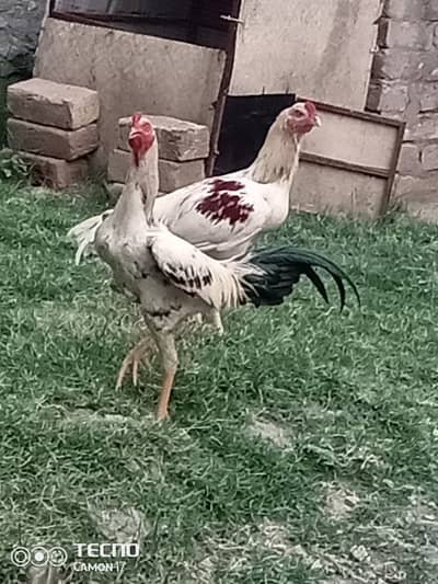 murga for sale