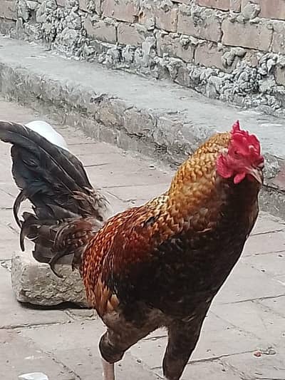 Aseel desee mix home breed murga for sale