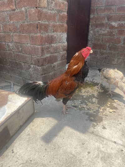 Mianwali