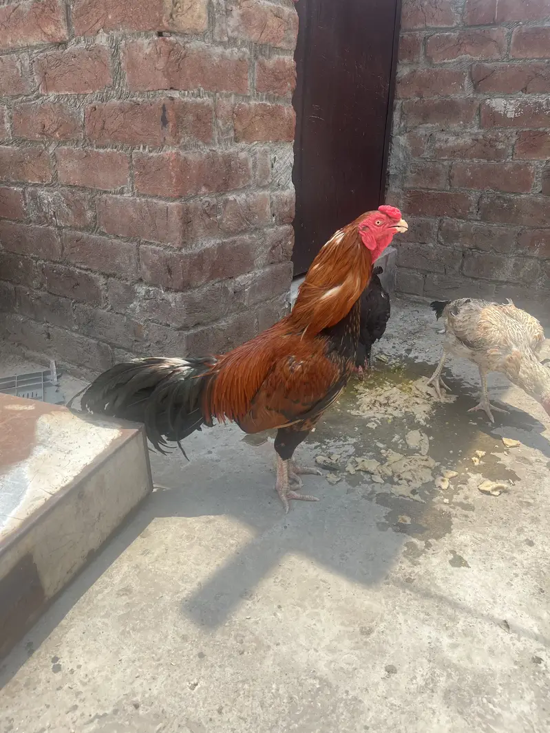 Mianwali