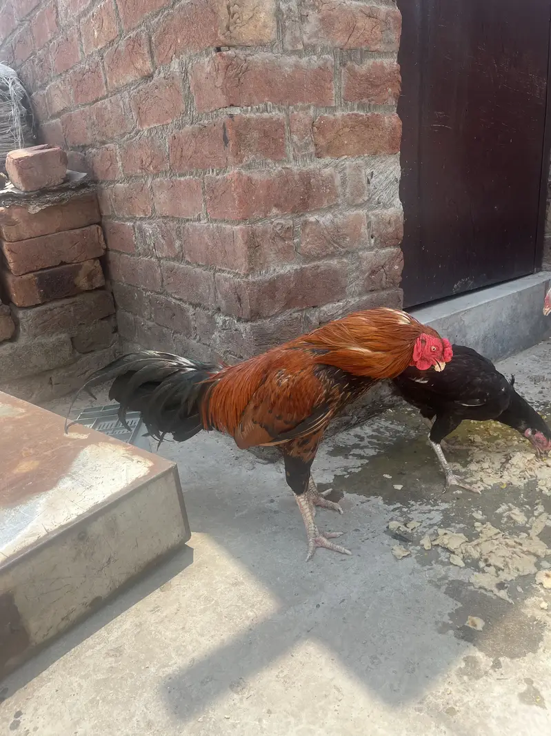 Mianwali — photo 2