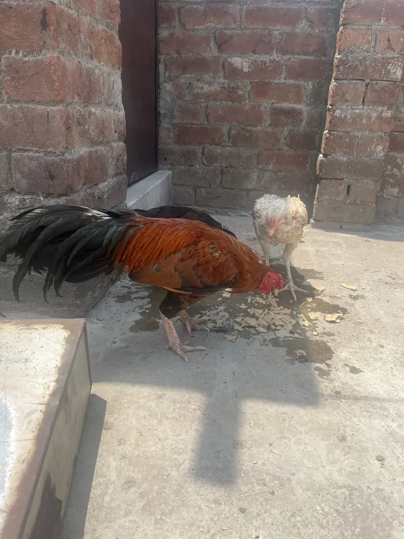 Mianwali — photo 3