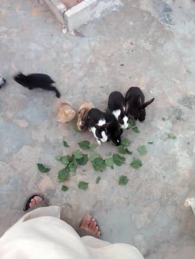 rabbit sale