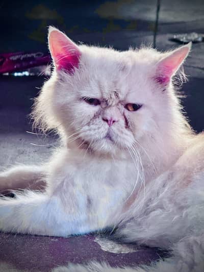 Persian male cat ( Punch face )