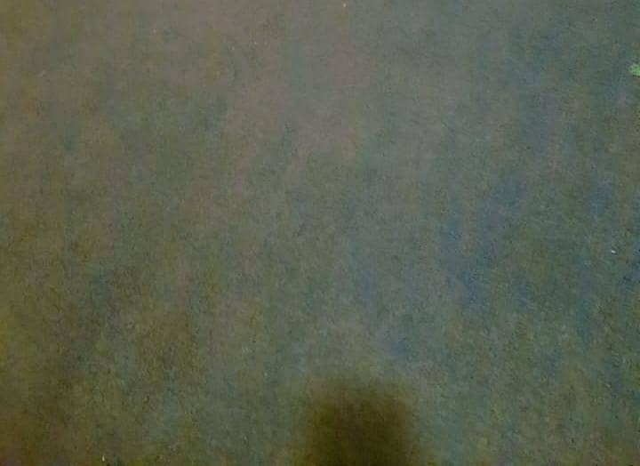 Carpet 1