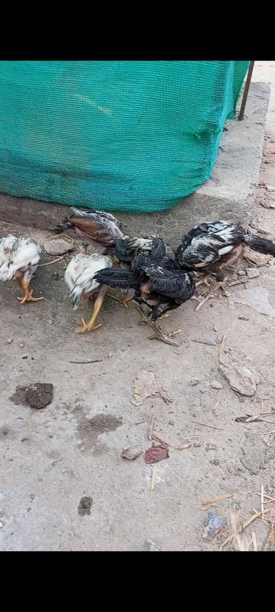 aseel, misri aur desi hens