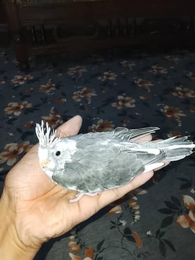 hand taim Eno siplit pied chick 03065482407