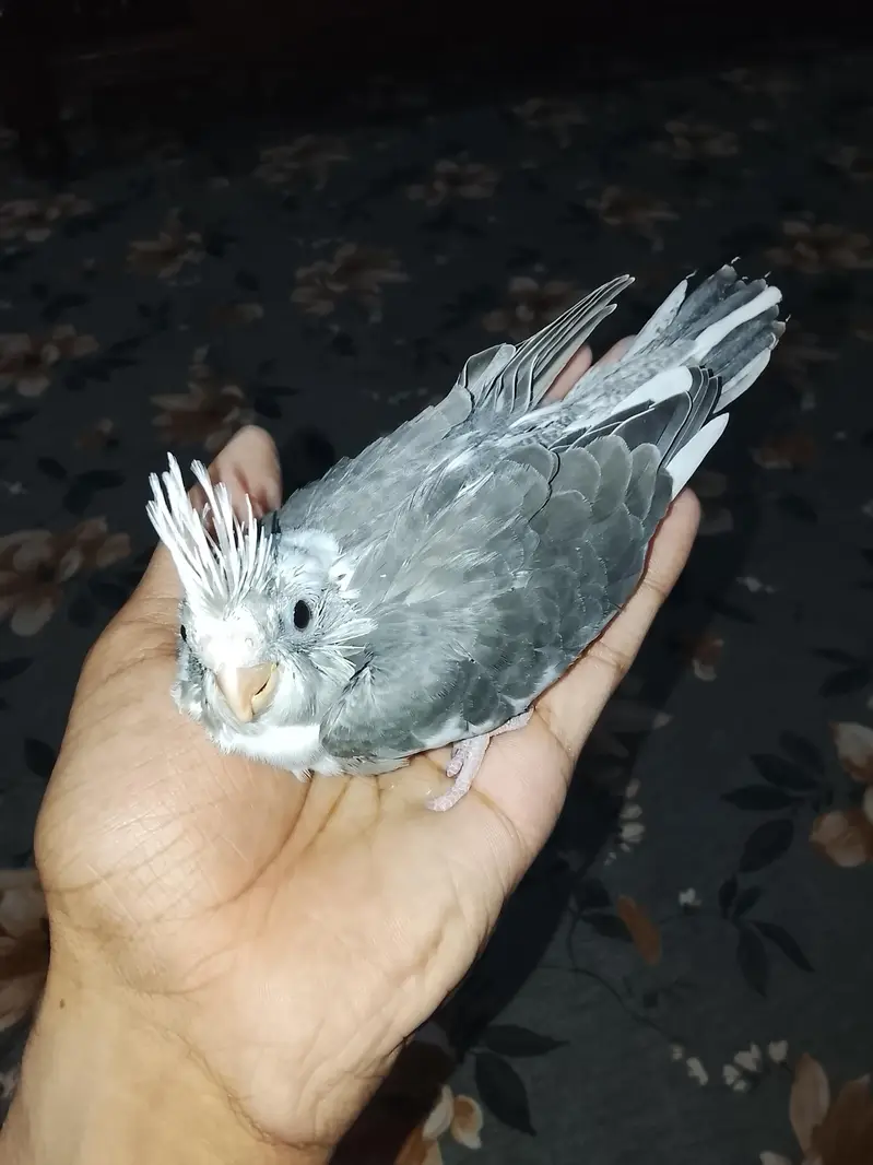 hand taim Eno siplit pied chick 03065482407 — photo 2
