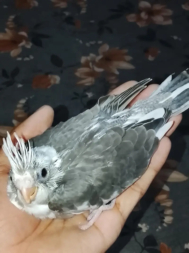 hand taim Eno siplit pied chick 03065482407 — photo 3