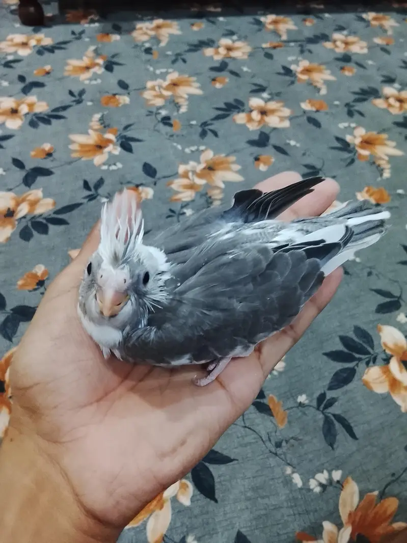 hand taim Eno siplit pied chick 03065482407 — photo 4