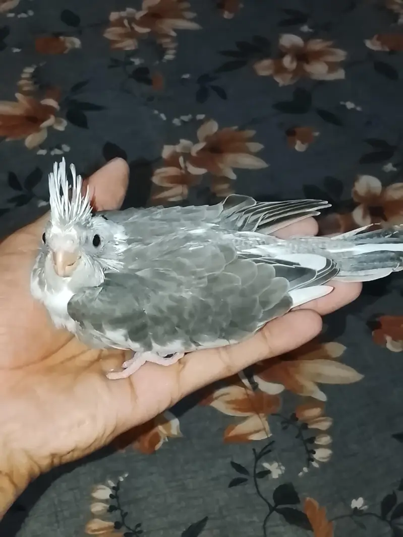 hand taim Eno siplit pied chick 03065482407 — photo 5