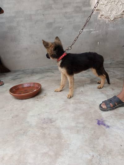 German shepherd breed