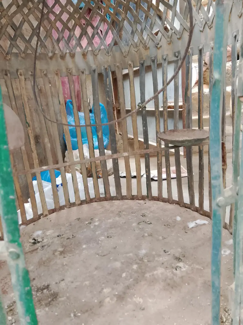 green parrot cage — photo 4