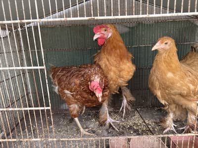 Hens for sale