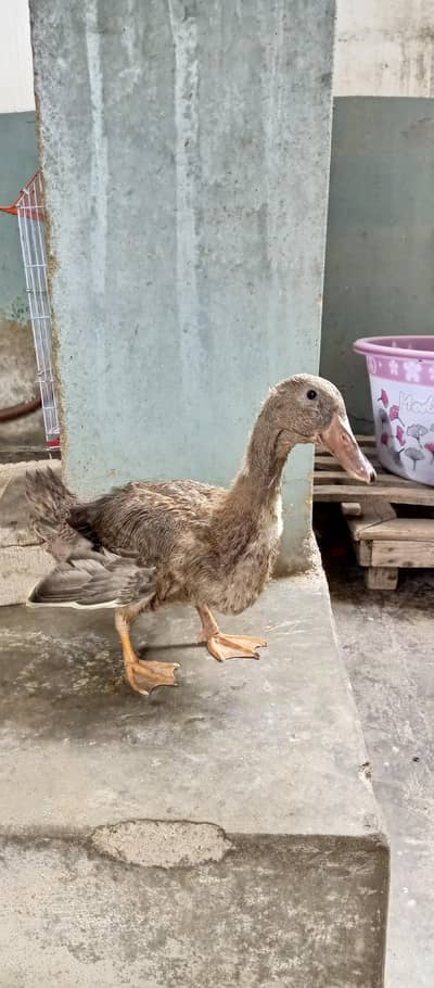 duck lover