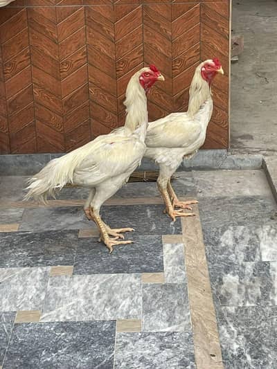 white shamo 2 breader male full active