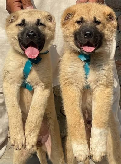 Turkish kangal | kurdish kangal | kangal dog | kangal puppy |kangal