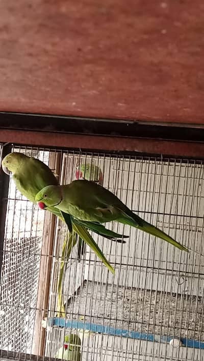 green ringneck 8 breeders pair available