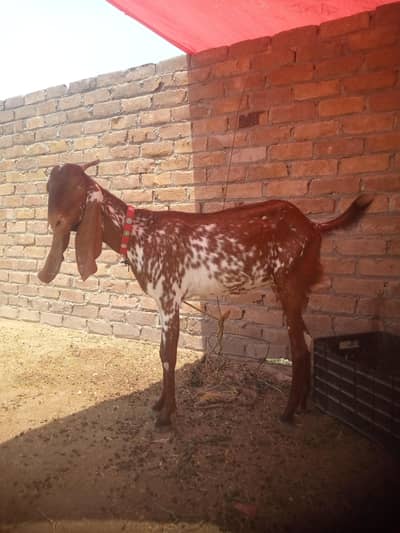 makhi cheeni bakri for sale