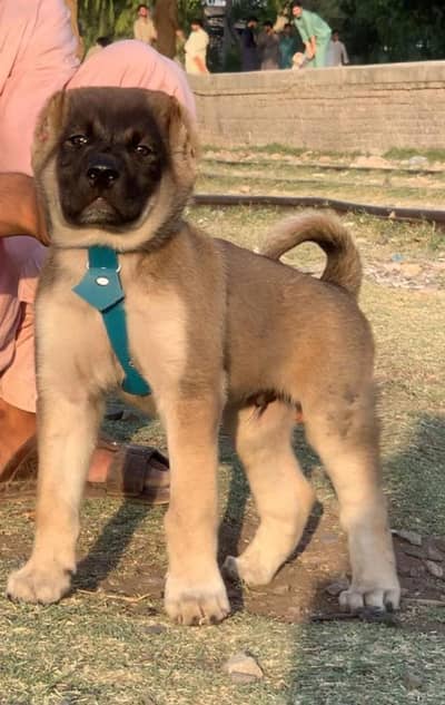 kangal puppy | Turkish kangal | kurdish kangal | kangal dog | kangal
