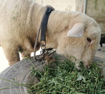 Merino Female Ready For Breeding (Imported)