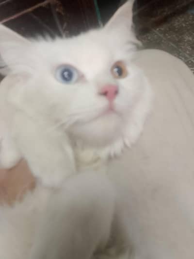 Female Cat – 9 Months Old – Healthy & Friendly