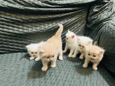 person kittens