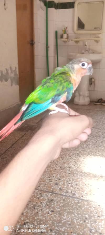 Conure Parrot for sale | exchange possible