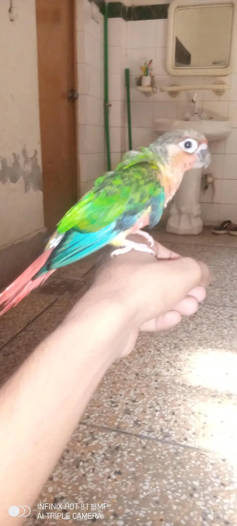 Conure Parrot for sale | exchange possible