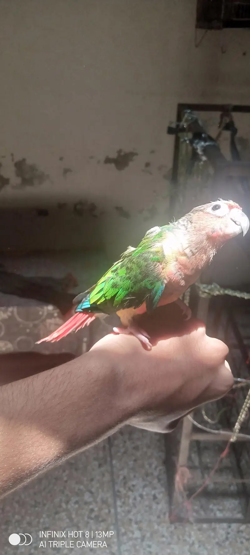 Conure Parrot for sale | exchange possible — photo 2