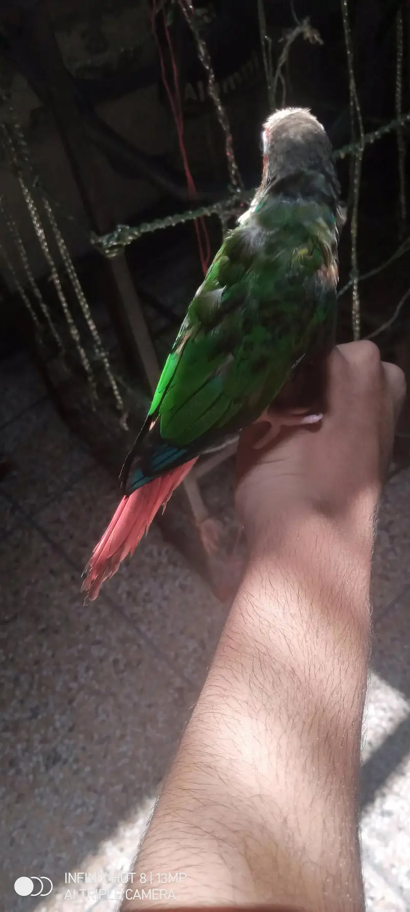 Conure Parrot for sale | exchange possible — photo 3
