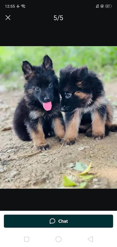 German Shepherd Puppies Male. Female . Single 10k . Pair 18k