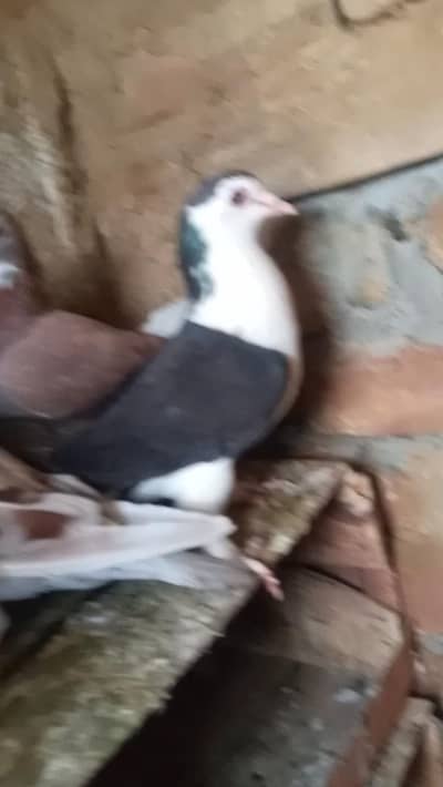 Fancy pigeon