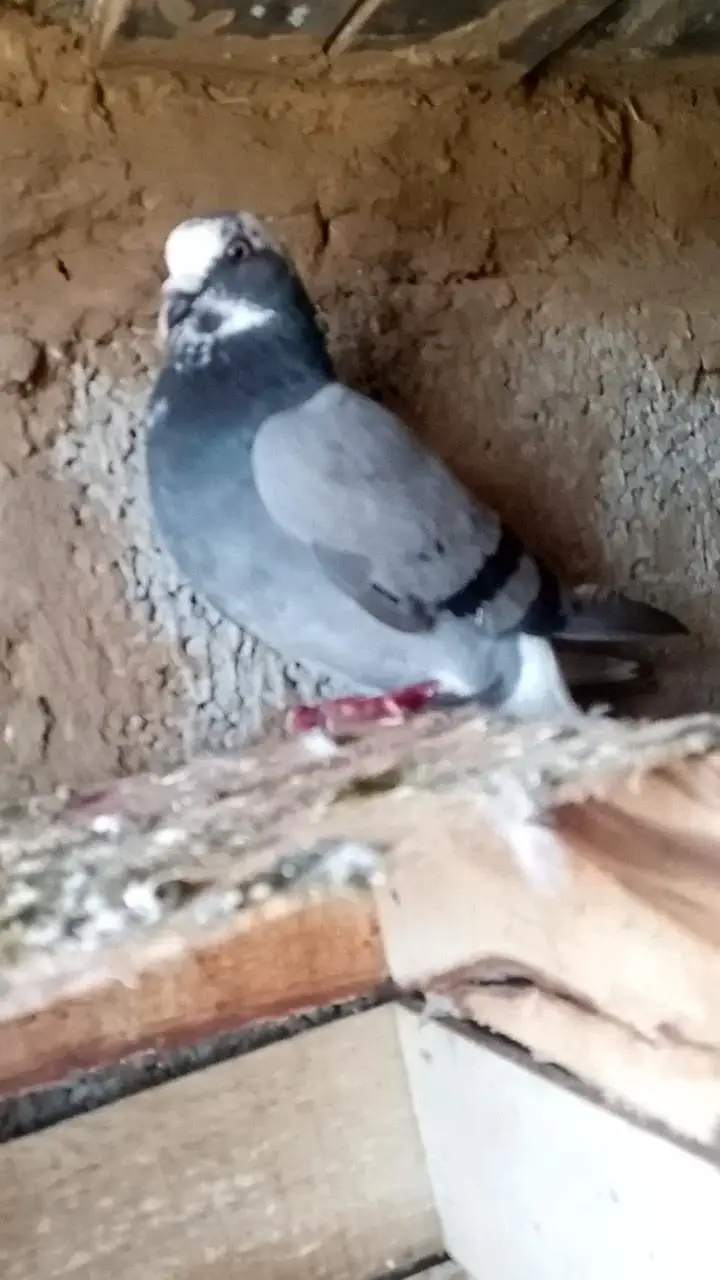 Fancy pigeon — photo 2