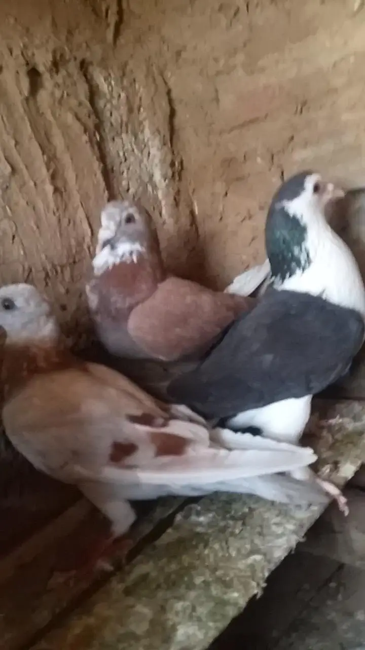 Fancy pigeon — photo 5