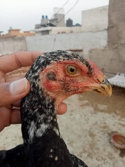 Aseel Shamo urgent sale High quality or active