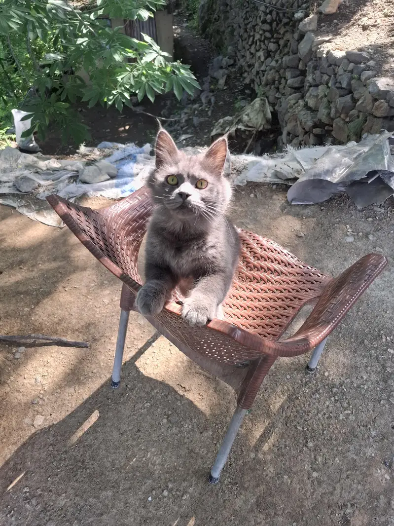 eat cat food. . . chicken . . . baryani . . . . milk — photo 2