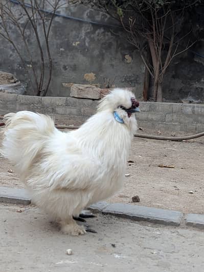 1 silkie male and 1 polish male 1 year age , healthy breaders