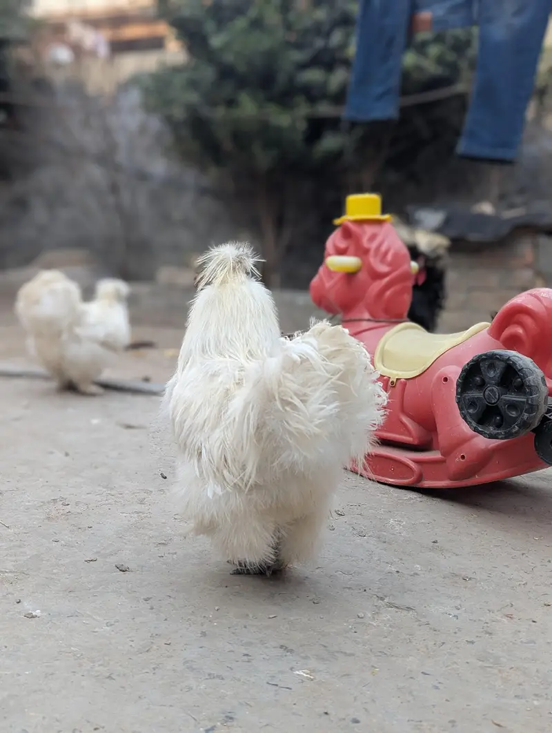 1 silkie male and 1 polish male 1 year age , healthy breaders — photo 2