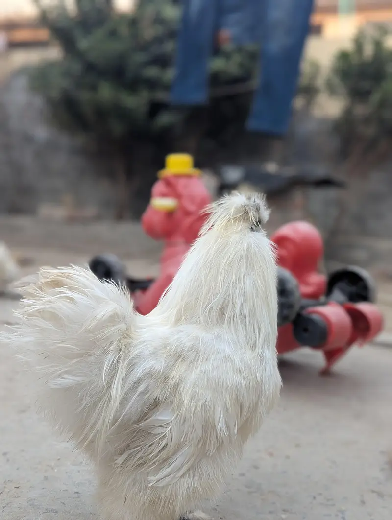 1 silkie male and 1 polish male 1 year age , healthy breaders — photo 3