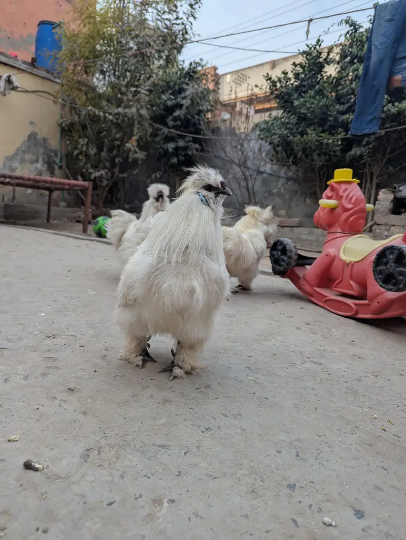 1 silkie male and 1 polish male 1 year age , healthy breaders — photo 4