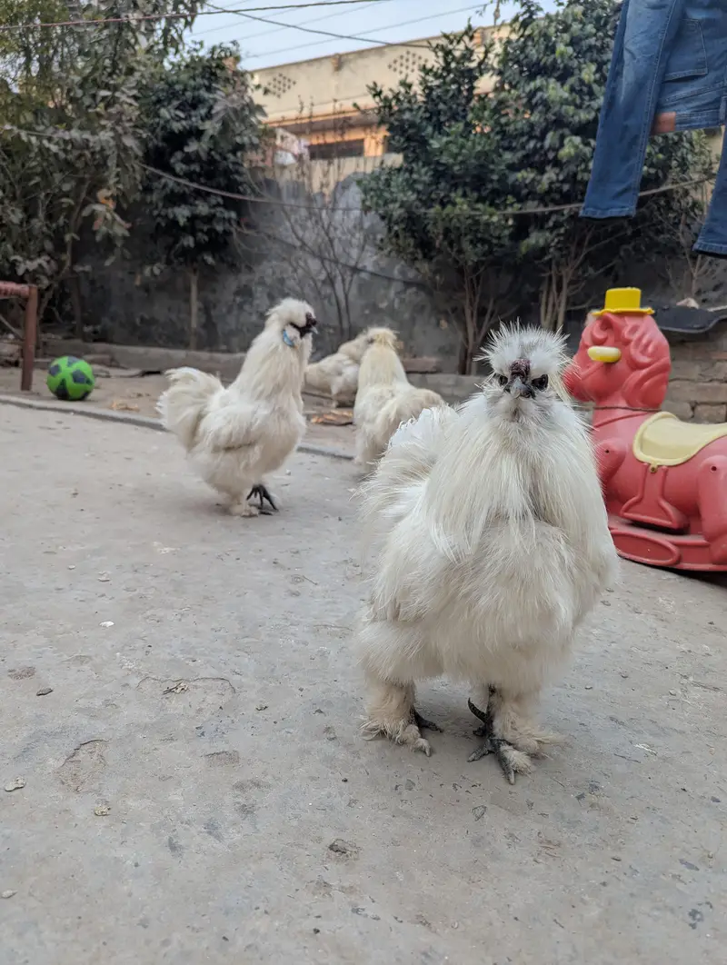 1 silkie male and 1 polish male 1 year age , healthy breaders — photo 6