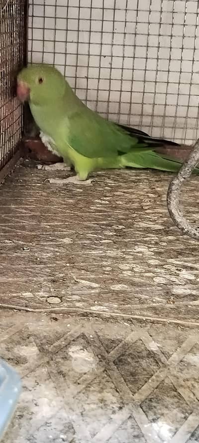 green parrot