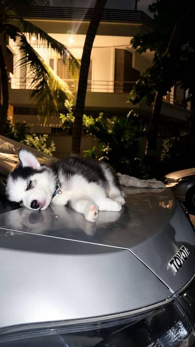 husky puppy