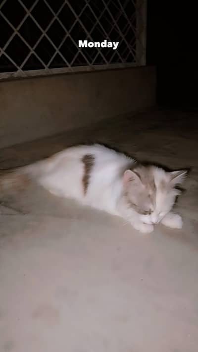 Persian cat for sale