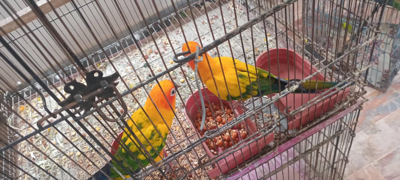 sun conure 0