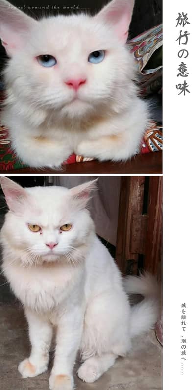 Male Persian cat _triple coat |healthy|  and for meeting Aval