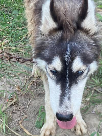 Huski dog