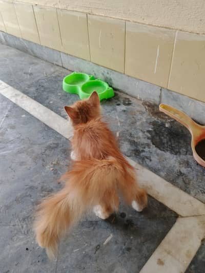 3 Month Old Pure Persian Kitten For Sale